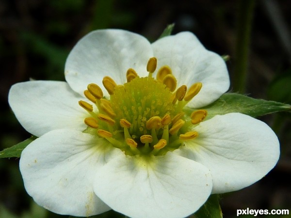 strawberry flower